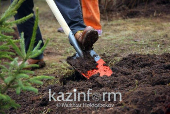 Фотография к новости: Как идёт работа по высадке в Казахстане двух миллиардов деревьев