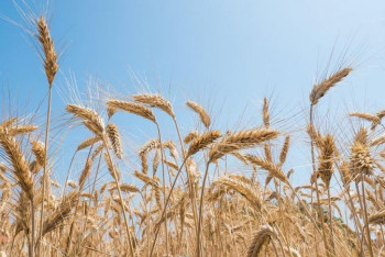 Фотография к новости: Урожай пшеницы в Казахстане прогнозируется на уровне до 13,5 миллиона тонн - МСХ