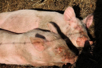 Фотография к новости: Закрыли свиноферму, отравлявшую жизнь жителям села в Актюбинской области