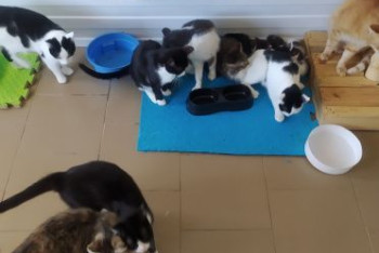 Фотография к новости: Как проблему бродячих животных решают на севере Казахстана