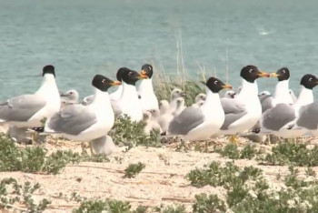 Фотография к новости: Глава Минэкологии прокомментировал гибель краснокнижных животных в РК