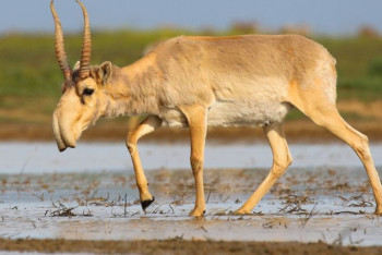 Фотография к новости: В Казахстане планируют сократить численность сайгаков. Что это изменит?