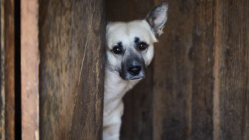 Фотография к новости: В Нур-Султане закрывают крупный приют для бездомных животных. Что происходит и почему это важно?