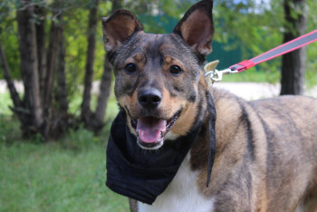 Фотография к новости: "Не хуже породистых": выставка домашних собак-дворняжек прошла в Павлодаре