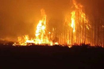 Фотография к новости: Пожары в Костанайской области: арестован глава лесхоза