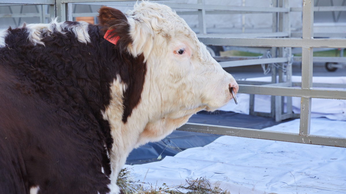  BaigeNews.kz/ Газиз Шакиров