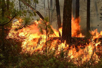 Фотография к новости: Ущерб от лесных пожаров в ВКО превысил миллиард тенге
