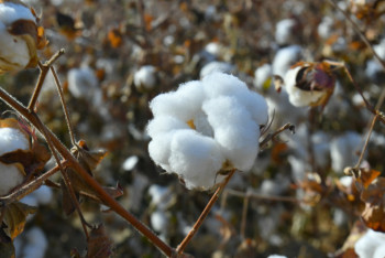 Фотография к новости: Цены, дождь, комбайны. Какие проблемы волнуют фермеров хлопковой отрасли Казахстана?