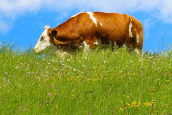Фотография к новости: Край больших возможностей: что делать инвесторам на полях Абайской области?