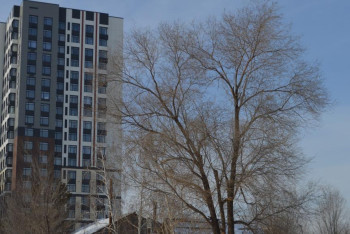 Фотография к новости: "У застройщиков низкая экологическая культура" - эксперт о вырубке деревьев в Астане