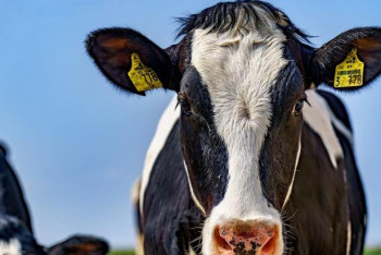 Фотография к новости: О ситуации с бруцеллёзом и дефиците ям Беккари рассказал костанайский ветврач