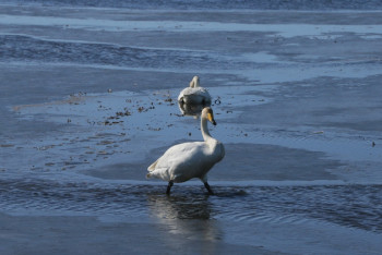 Фотография к новости: Лебедь примёрз к водоёму в Костанайской области