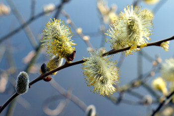 Фотография к новости: Синоптики рассказали, каким будет апрель в Казахстане