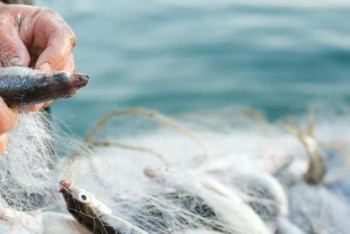 Фотография к новости: Запрет на рыбную ловлю временно вводится в Казахстане