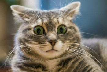 Фотография к новости: В подвале одной из многоэтажек Усть-Каменогорска "замуровали" кошек