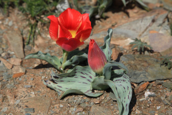 Фотография к новости: Краснокнижные тюльпаны зацвели в Туркестанской области