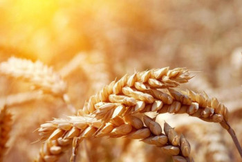 Фотография к новости: Соя, пшеница и овёс: как пройдёт весенняя посевная в Павлодарской области