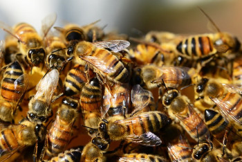 Фотография к новости: Массовый мор пчёл произошёл в Туркестанской области