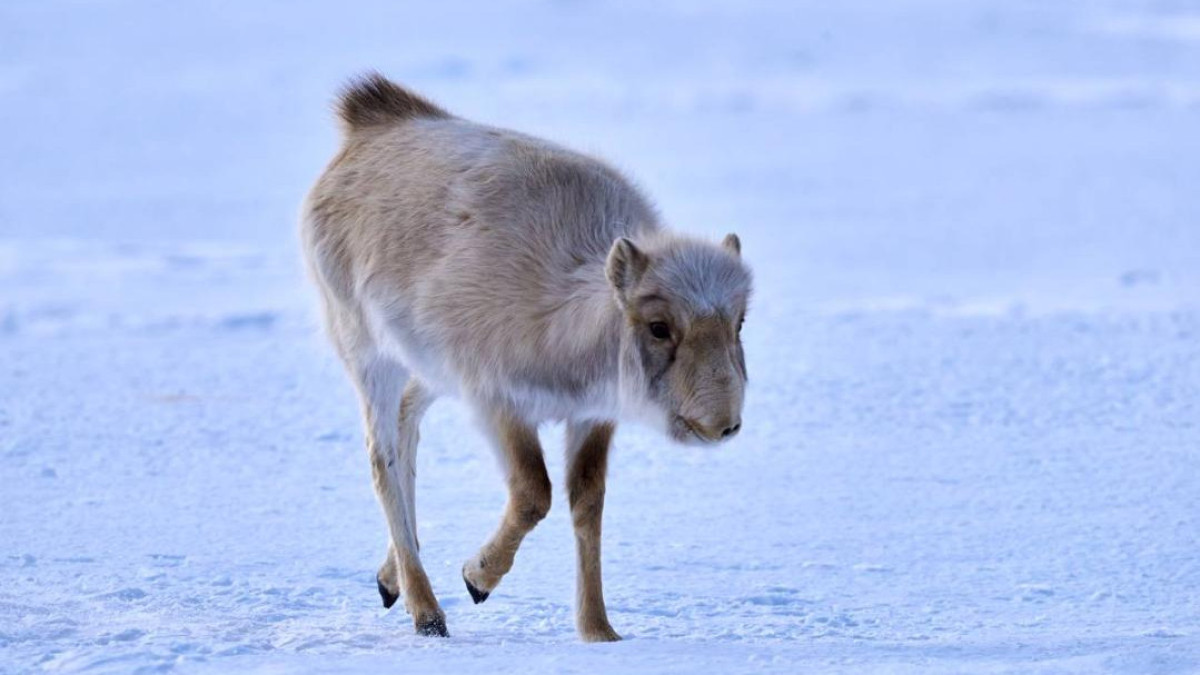  комитет лесного хозяйства и животного мира МЭПР РК