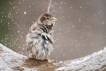 Фотография к новости: Дождь и снег: неустойчивую погоду обещают казахстанцам в понедельник