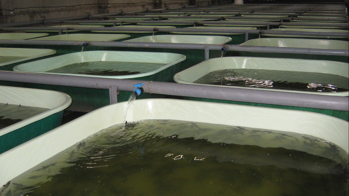  vet-duhovnickoe64.ru