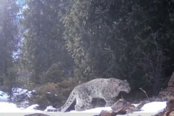 Фотография к новости: Снежные барсы попали в фотоловушку в Алматинской области