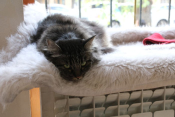 Фотография к новости: В Алматы назвали дату окончания отопительного сезона