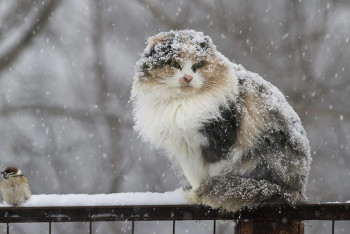Фотография к новости: Дождь и снег снова обещают казахстанцам в понедельник