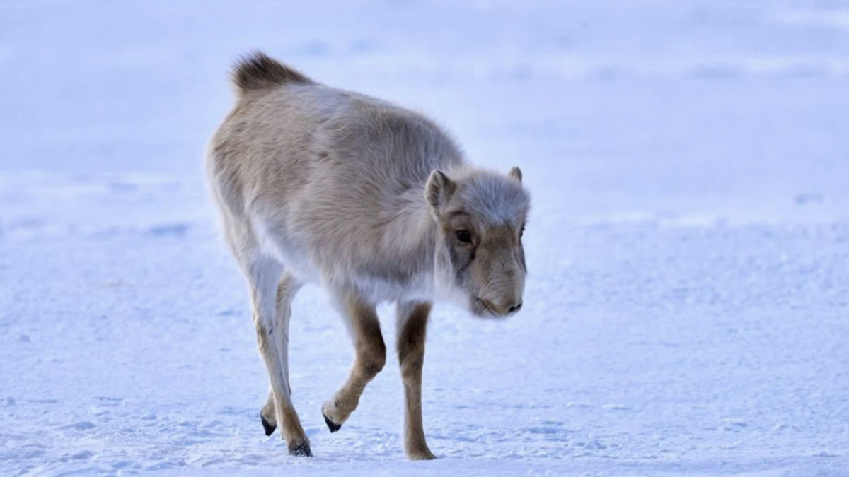  комитет лесного хозяйства и животного мира МЭПР РК