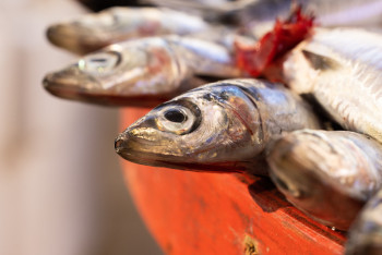 Фотография к новости: Запрет на рыбалку ввели на территории Казахстана