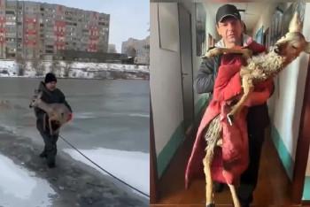 Фотография к новости: В Павлодаре спасли тонущую косулю