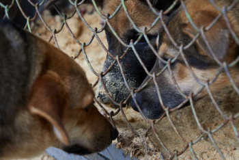 Фотография к новости: Мы плодим бродячих животных — министр экологии о замечании президента