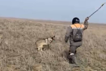 Фотография к новости: Мужчина забил волка цепью в Актюбинской области