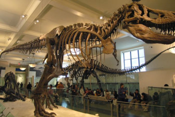 Фотография к новости: Скелет самого известного динозавра продали на аукционе за 5,3 млн долларов