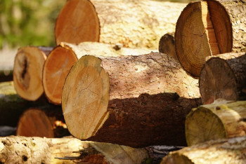 Фотография к новости: На полгода запретят вывозить лесоматериалы из Казахстана