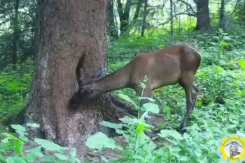 Фотография к новости: Маралов сняли фотоловушки в Алматинской области