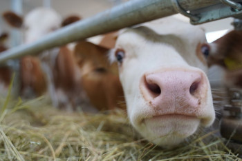 Фотография к новости: Эмкар выявлен в Карагандинской области