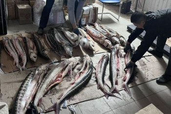 Фотография к новости: Почти 200 кг осётра нашли в здании Казпочты полицейские Мангистауской области