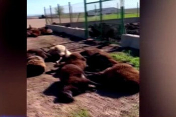 Фотография к новости: Более 300 овец погибли после приёма лекарств в Туркестанской области