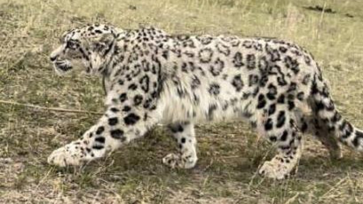  Комитет лесного хозяйства и животного мира Минэкологии