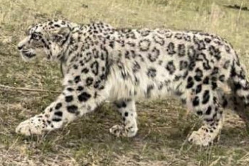 Фотография к новости: Обессиленного снежного барса нашли на пастбище в Алматинской области