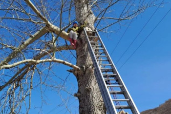 Фотография к новости: В Риддере девочка залезла на восьмиметровое дерево и не смогла слезть
