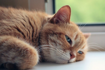 Фотография к новости: Снег, град и жару прогнозируют синоптики в ближайшие дни в Казахстане