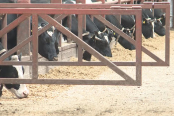 Фотография к новости: Ограничения из-за бруцеллёза ввели в Костанайской области и СКО