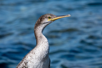 Фотография к новости: Бакланы угрожают экосистеме в Павлодарской области