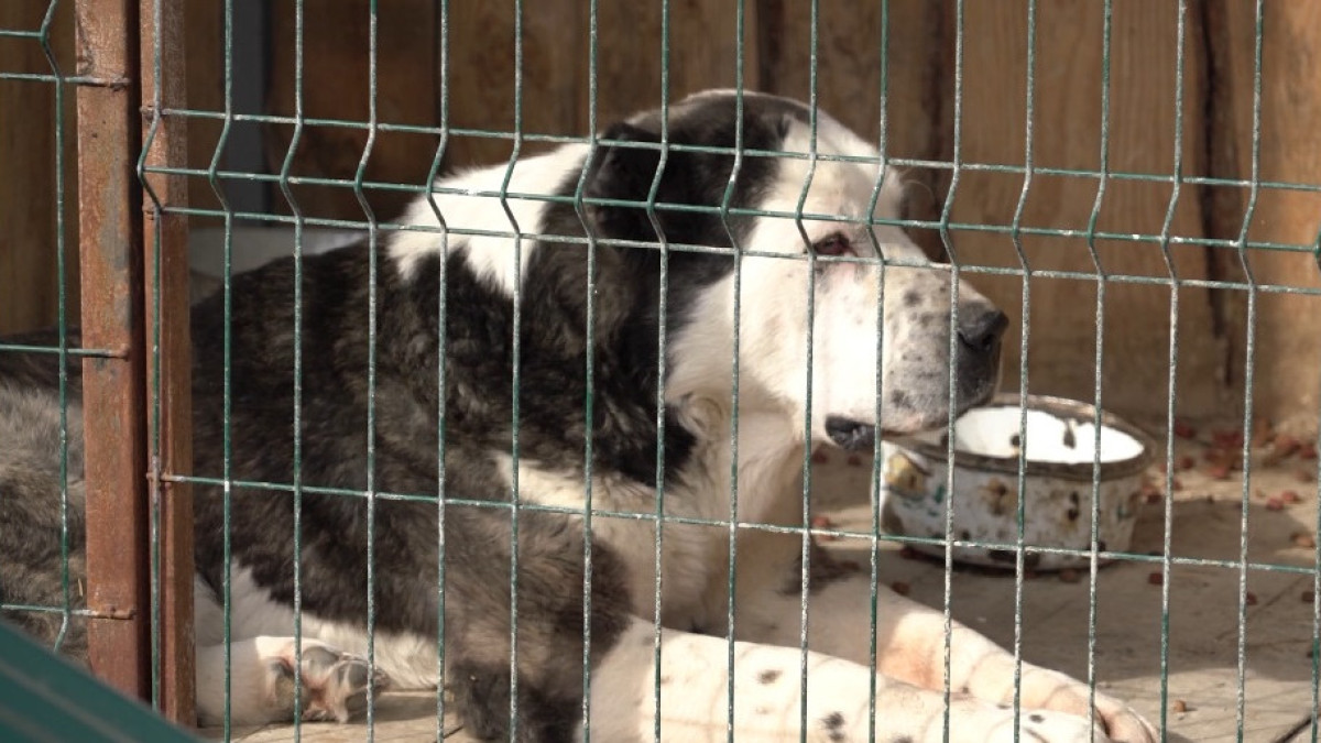  Рената Актаев