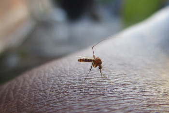 Фотография к новости: Акимат Астаны с помощью квадрокоптеров будет бороться с комарами