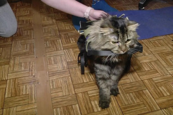 Фотография к новости: Инвалидную коляску для кота распечатал на 3D-принтере павлодарец