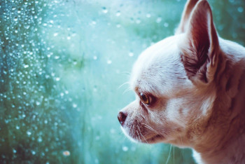 Фотография к новости: Заморозки и сильный ветер: о погоде на воскресенье рассказали синоптики