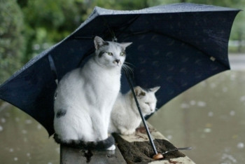 Фотография к новости: О погоде в Казахстане на 2 мая рассказали синоптики